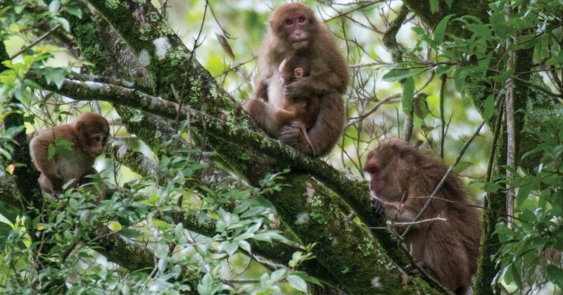 White Cheeked Macaque Discovered In Arunachal Pradesh Becomes India's ...