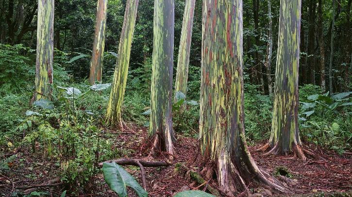 Eucalyptus 