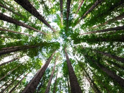 Myths Around Large-Scale Tree Plantation