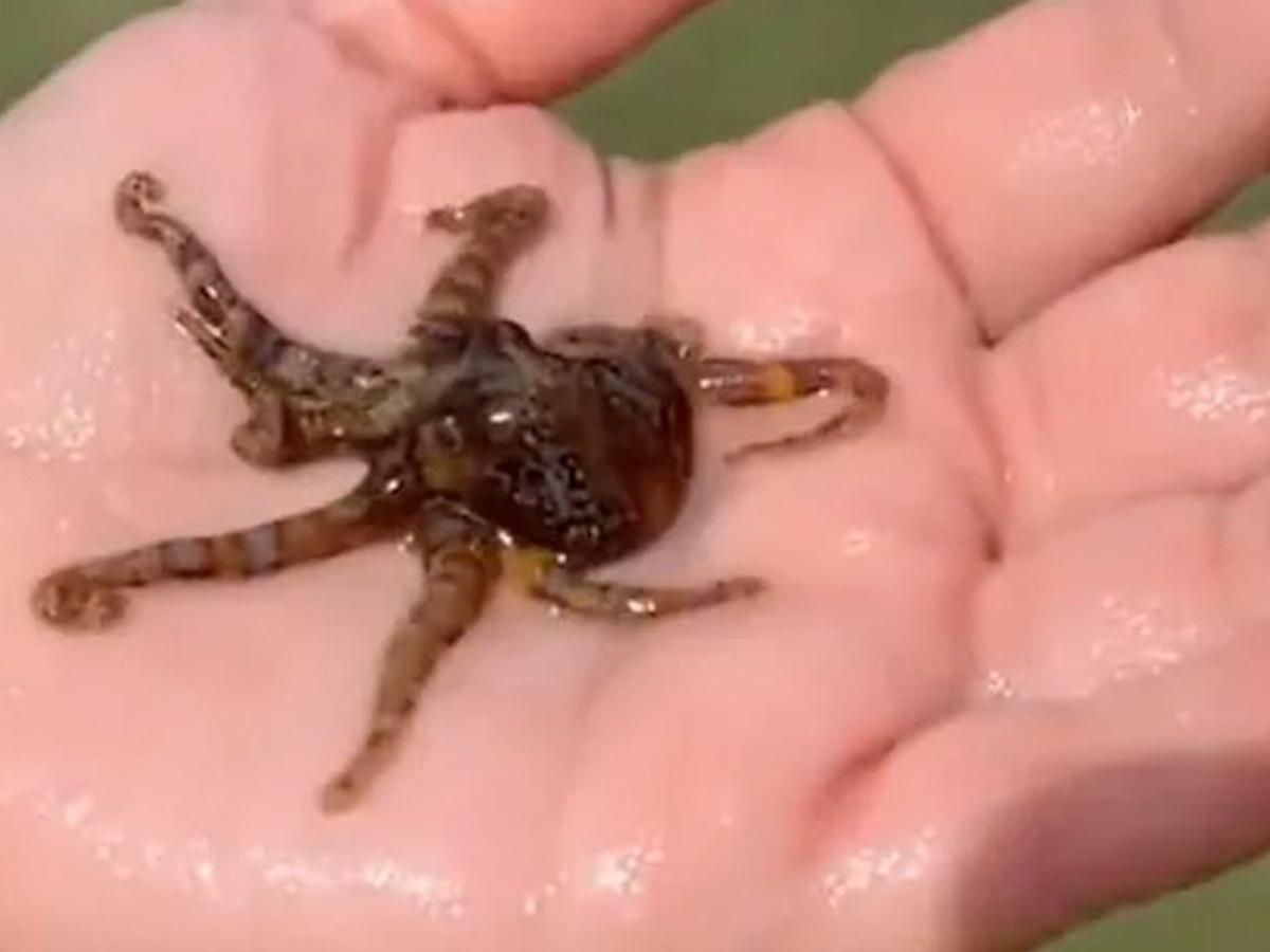 Woman Unknowingly Picks Up Deadly Blue-ringed Octopus