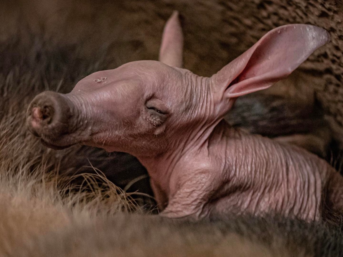 Zoo Sees The Birth Of Aardvark After 90 Years; Names It 'Dobby' After Harry  Potter Character