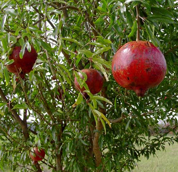 Pomegranate Farming 