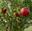 Pomegranate Farming 