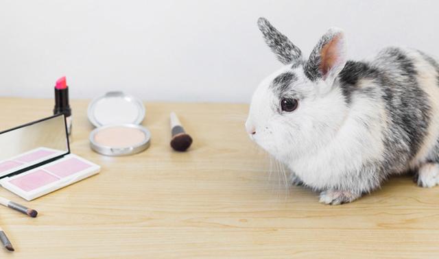 Switzerland May Become First Country To Completely Ban Animal Testing: All You Need To Know Switzerland May Become First Country To Completely Ban Animal Testing: All You Need To Know