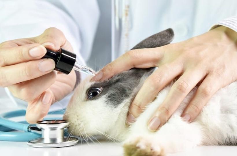Switzerland May Become First Country To Completely Ban Animal Testing: All  You Need To Know