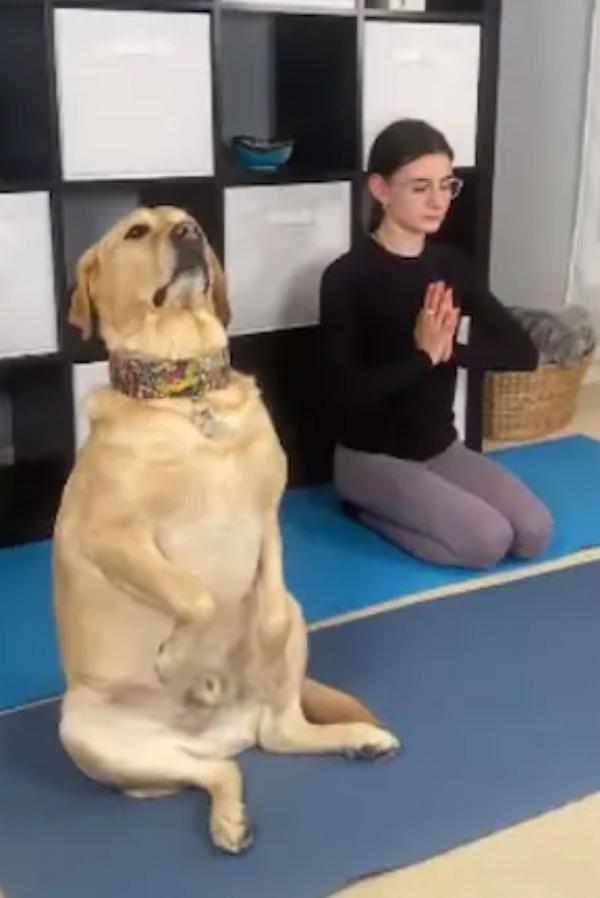 Dog Does Yoga With Owner