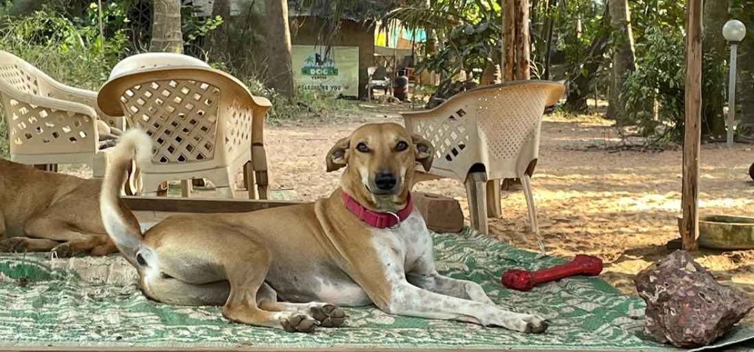 In Goa, A Dog Temple Where Abandoned Fur Friends Find Love And A