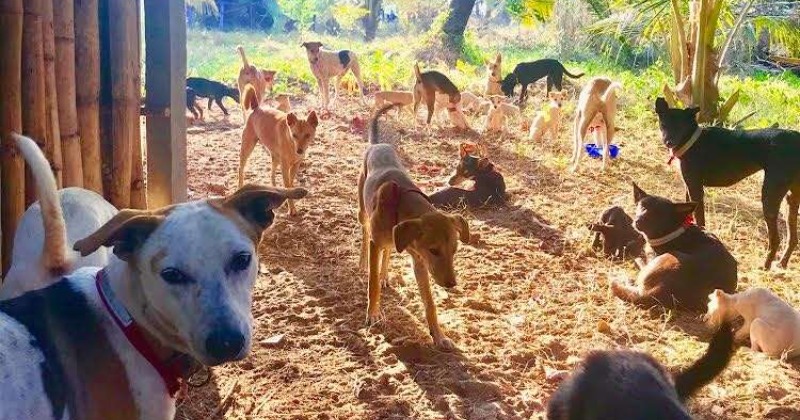 In Goa, A Dog Temple Where Abandoned Fur Friends Find Love And A ...