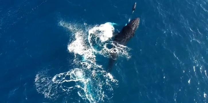 Humpback Whale And Dolphin Spin, Dance Together In Incredible Drone Footage