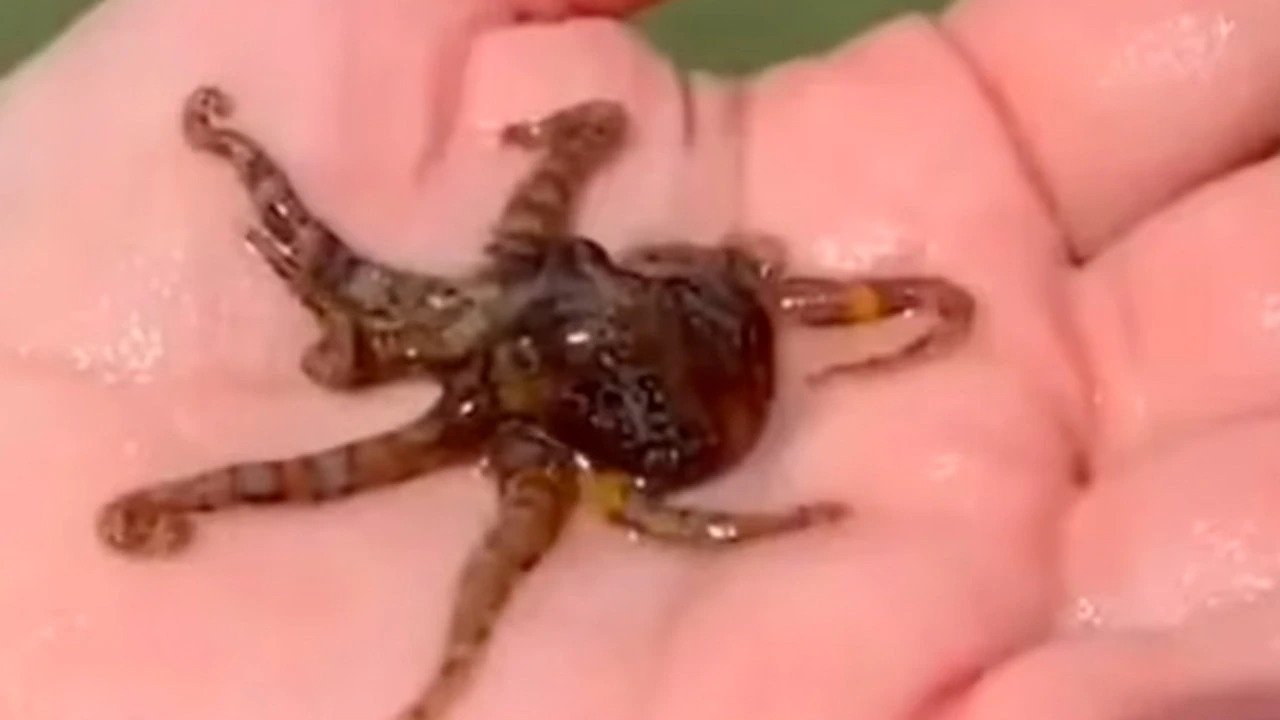 Woman Unknowingly Picks Up Deadly Blueringed Octopus