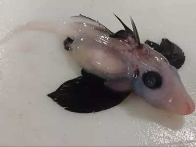 rare baby ghost shark found in new zealand 