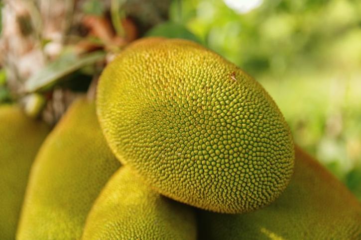 jackfruit on tree