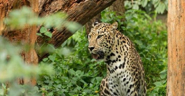 leopard