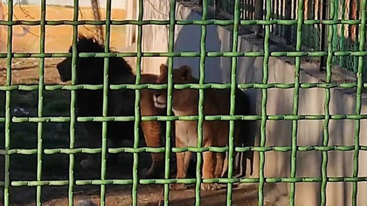 The two lions that temporarily escaped an Iranian zoo after one of them killed a keeper.