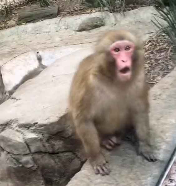 Monkey Shocked After Man Shows Magic Trick