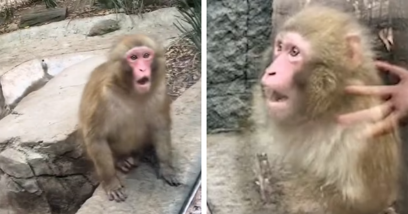 Monkey Shocked After Man Shows Magic Trick