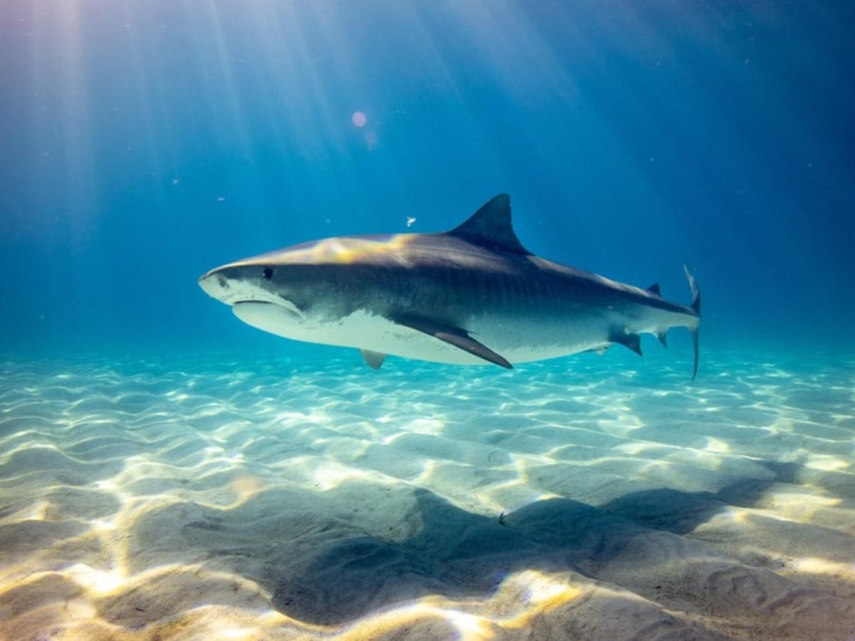 Shark Finning Legislation — Shark Research Institute