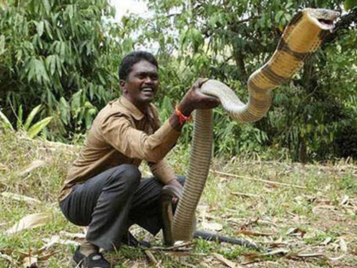 Rescuer or tormentor? Social media furiously debates snake catcher Vava  Suresh