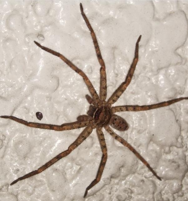 Australian Family Has Domesticated Huntsman Spider