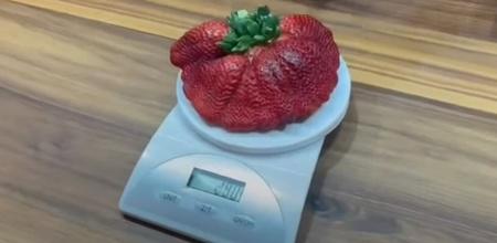 world biggest strawberry 
