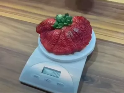 world biggest strawberry 