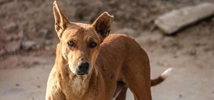 Remaja Tanpa ampun Menyiksa Anjing Liar, Memotong Kulitnya Terbuka