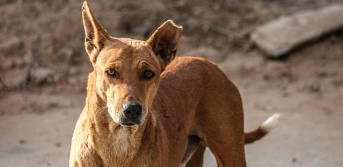 Teenagers Mercilessly Torture Stray Dogs, Cut Their Skin Open 'For Fun' While They Were Still Alive