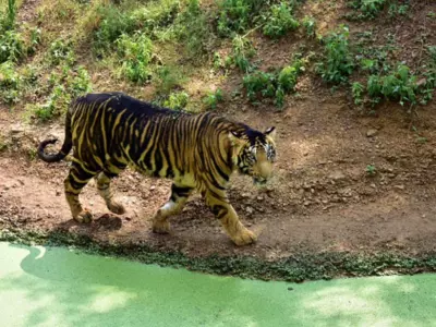 rare black tiger spotted in odisha 