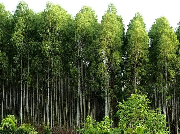 Eucalyptus 