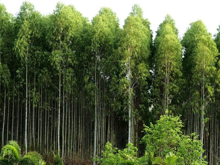 Eucalyptus 