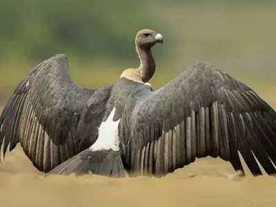 Tripura To Breed Endangered Vultures, That Went Almost Extinct A Decade Ago