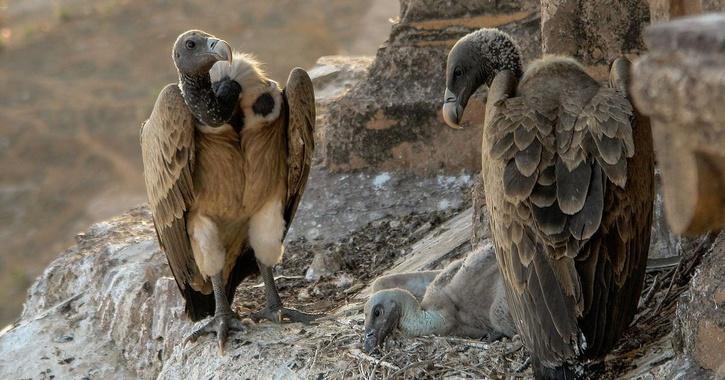 Tripura To Breed Endangered Vultures, That Went Almost Extinct A Decade Ago