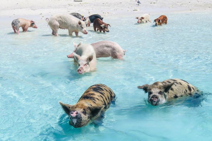 Pig Island 