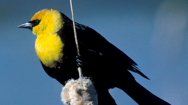 burung hitam berkepala kuning