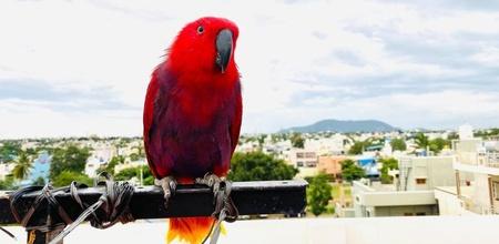 gucci parrot imitates iPhone ringtone video viral 