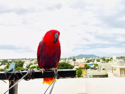 gucci parrot imitates iPhone ringtone video viral 