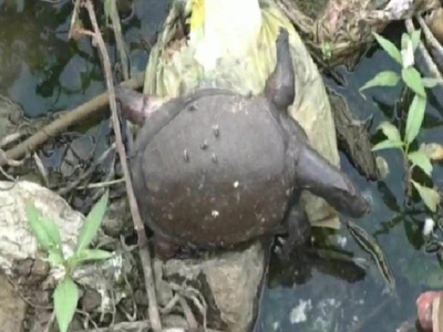 Gauripada Lake kalyan Turtle Death