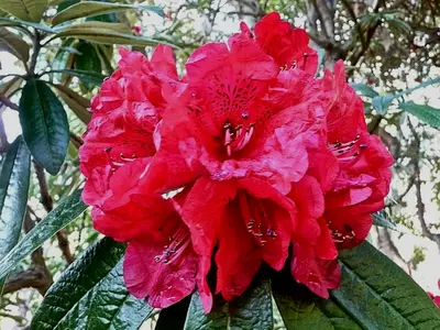 Rhododendron arboreum 
