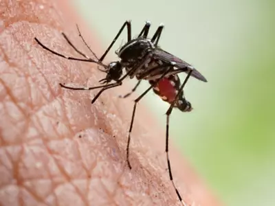 New Antibody Treatment To Protect Against Malaria Shows 88 Percent Effectiveness