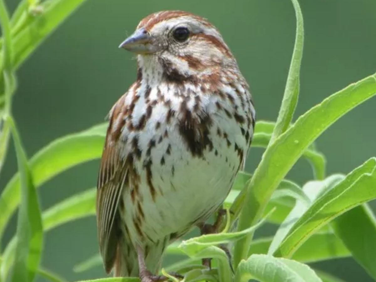 Male Sparrows Shuffle Their Songs To Sound Fresh To Attract Females Study