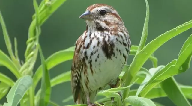 Rare sparrows make guest appearance at Penn
