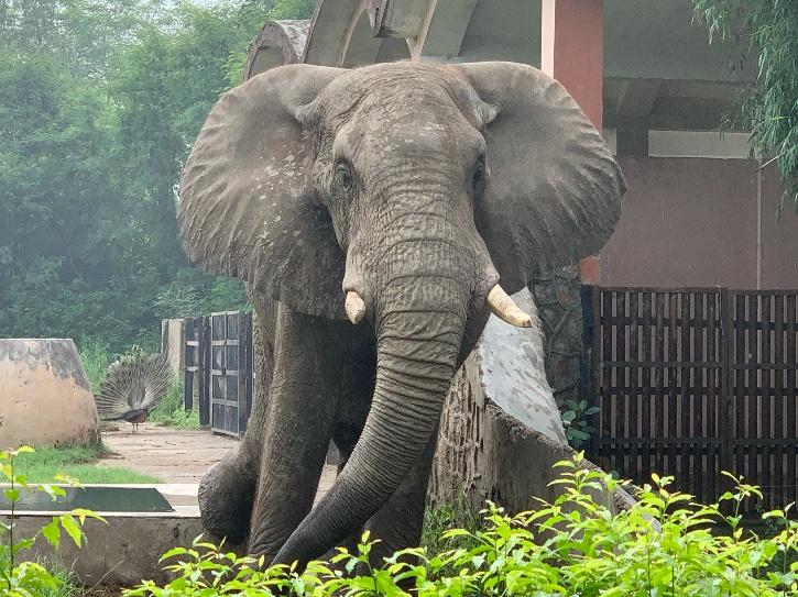 Shankar, Delhi Zoo