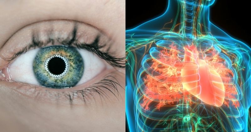 New AI System Can Detect Heart Disease Risk Using Patient's Eye Scans ...