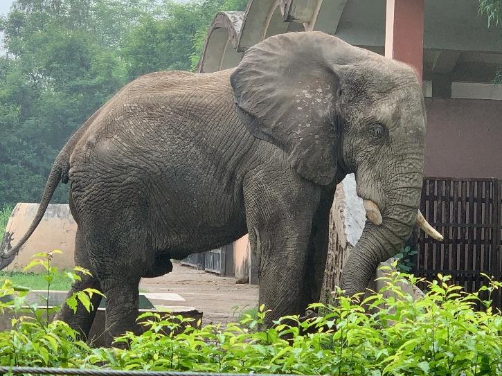 Shankar, Delhi Zoo