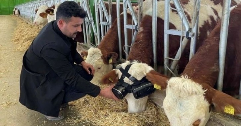 Matrix For Cows: Rancher 'Traps' Cows In Metaverse To Improve Milk Production