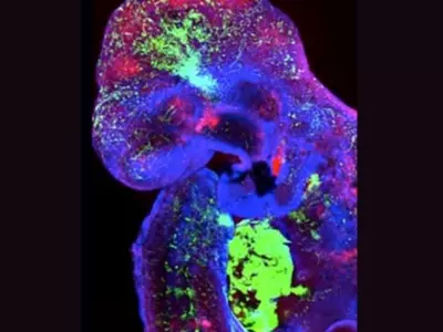  Cultivating human cells / Weizmann Institute of Science