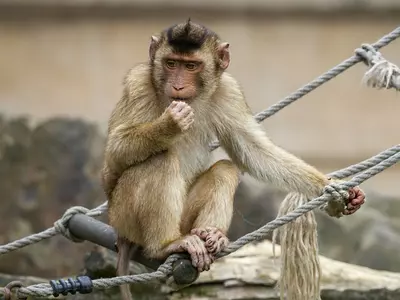 Maharashtra Man Dies While Taking Selfie With Monkeys