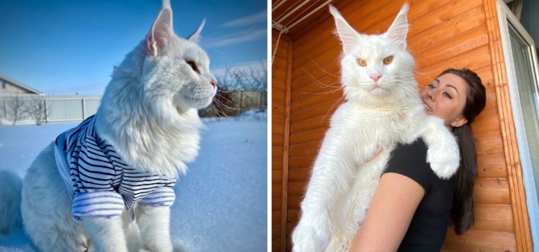 'World's Biggest Cat' Is So Large It Gets Mistaken For A Dog