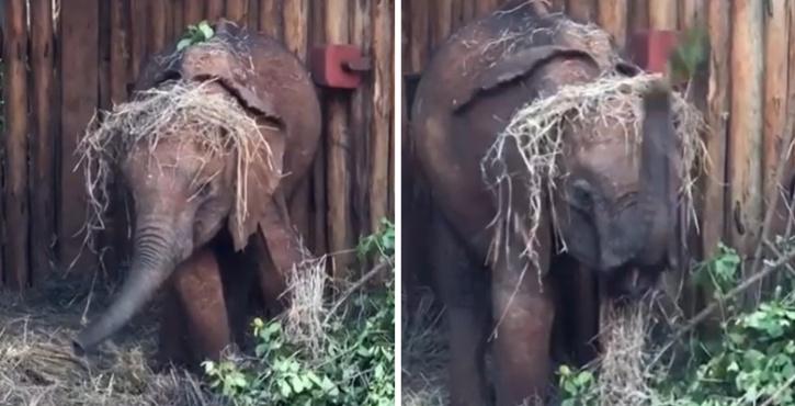 Latika storing extra lucerne and greens for later by placing them on her head