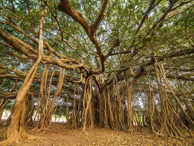 delhi sacred banyan tree